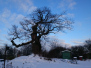 Vinter i Lilla Frescati
